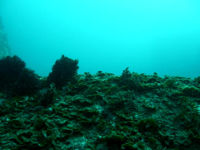 霞んだ海中